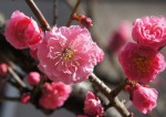 Healthy Cherry Blossom Smoothie - tastes just like the Starbucks Cherry Blossom Frappuccino. Via @bcnutritionista