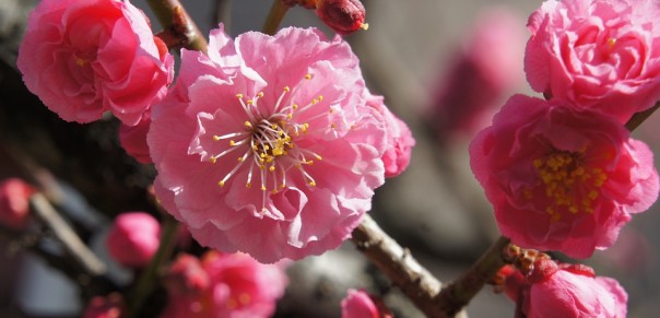 Healthy Cherry Blossom Smoothie - tastes just like the Starbucks Cherry Blossom Frappuccino. Via @bcnutritionista